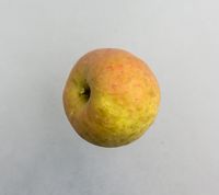 Kgl. Kortstilk æble 